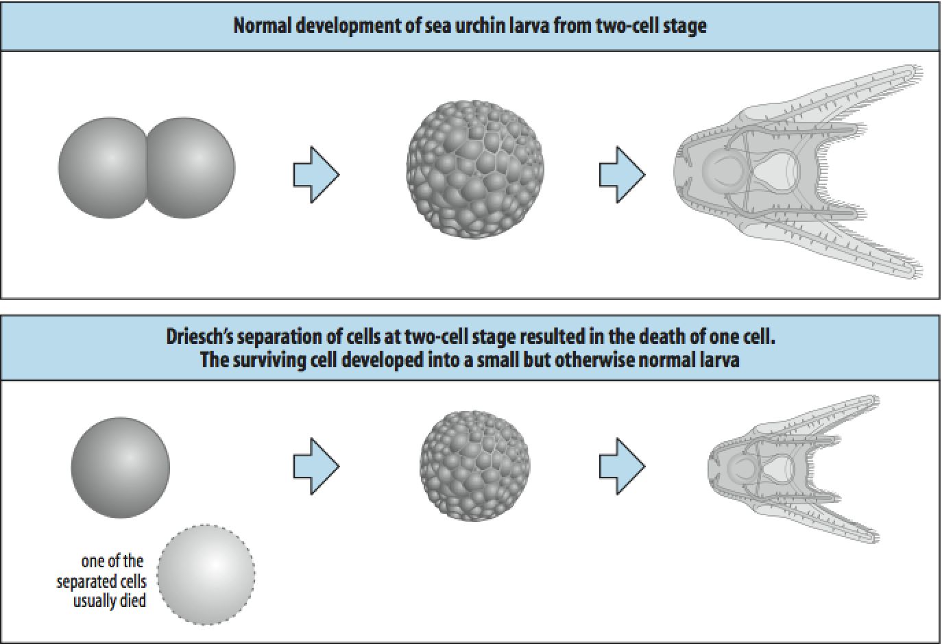 hans driesch experiment on sea urchins